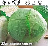 キャベツ 苗 おきな 5ポットセット