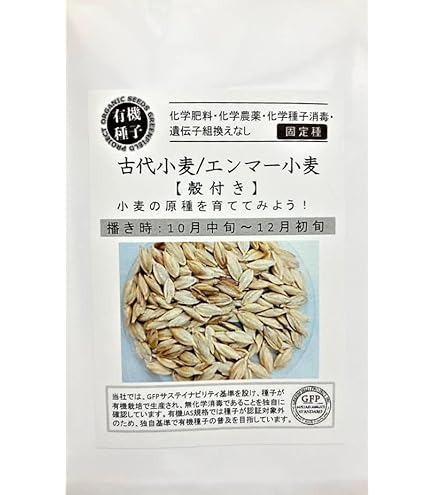 ダルマ笹の雪　発根済み　美株　大株 ダルマ笹の雪 発根済み 美株 大株 2025年最新】ダルマ笹