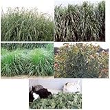 [秋まき牧草種子 タネ 転作田・遊休農地・棚田の活用に]温暖地型混播種子セット：採草地用 4kg ノーブランド品