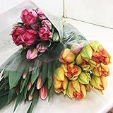 ほんまもん屋 チューリップ 30本 3色以上確約 切り花 原体 花