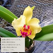 カトレア蘭さま　専用です。 Amazon | 【花なし株のみ販売】JJPRO-HOME 蘭 ミニカトレア