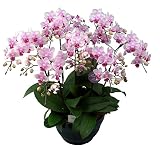 胡蝶蘭 ランラン 7本立ち （こちょうらん） 胡蝶蘭 生花 造花 ギフト 光触媒 髪飾り 産地直送