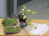 苔玉キット　苗つき　テイカカズラ（ていかかずら）