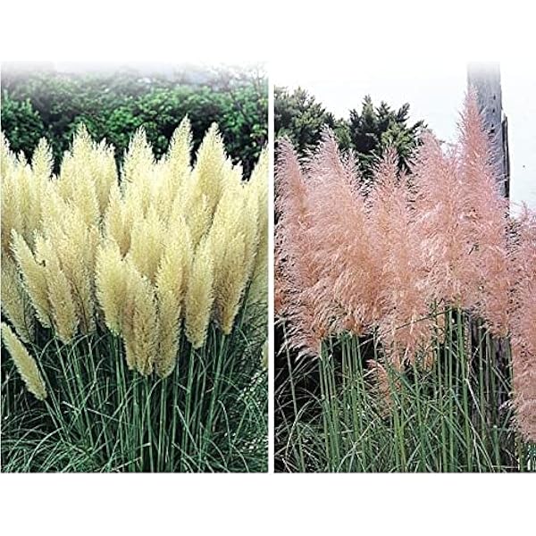 花苗 苗木 パンパスグラスセット 2種2株 国華園 22年春商品 花 Amazon