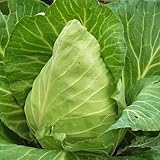 キャベツ 苗 みさき 5ポットセット