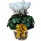 【 予約 】 さかもと園芸　達人のシクラメン　【 ウェーブホワイト 】　花鉢植え　ギフト　プレゼント　贈答品　クリスマス　お歳暮