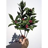沈丁花(ジンチョウゲ) 赤 30cm前後(鉢底から) 常緑樹 低木