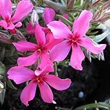 【ノーブランド品】芝桜（シバザクラ）：スカーレットフレーム4株セット