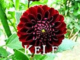 30 Dahlia seeds - Pompon~beautiful gardens, gorgeous flower , 24 color mixed seeds , home garden,#A5