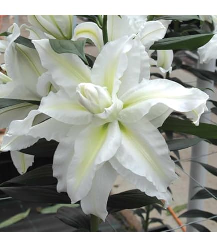 信州産　白カサブランカ球根 楽天市場】【予約・早割】 カサブランカ 球根 白 ホワイト 1球