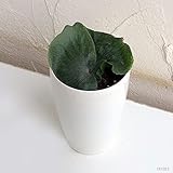 コウモリラン[プラティセリウム]：グランデ4号鉢入り[ツノが立ち上がる人気のこうもりらん]