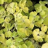 斑入りオダマキ