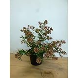 【5本セット】 アベリア・ベーシック 樹高0.3m前後 15cmポット ポット入り生垣用 あべりあ・べーしっく 苗木 植木 苗 庭木 生け垣