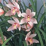 和蘭：小春日和2.5号ポット ノーブランド品