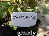 アイビー ゴールデンチャイルド 5本