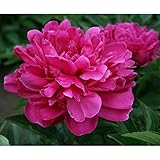 シャクヤク（ピオニー）：バンカーヒル7号ポット[2年生養成大株5芽以上][芍薬]