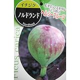 イチジク：ノルドランド5号ポット[耐寒性矮性品種][苗木] ノーブランド品