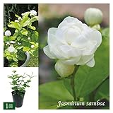 ジャスミン大苗3.5号/八重咲きマツリカ（ジェイド） 1苗