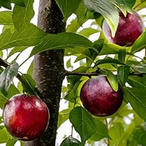 51NXcIlJGTL._AC_UL210_SR210,