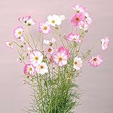 コスモス：ピンクピコティ3号ポット 6株セット ノーブランド品