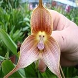 ``Hot `Hot selling 100pcs Peru Monkey Face Orchid Flower Seeds Phalaenopsis Bonsai Flower Plant Seed