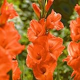 国華園　春植え球根 グラジオラス 普通球 プリンスオブオレンジ外 30球【※発送が国華園からの場合のみ正規品です】