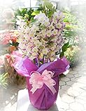 花由 阿波の洋蘭 デンドロビューム【可憐なホワイトピンク】【一週間以降のお届け】