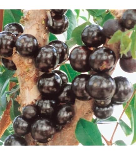 Amazon.co.jp: 四季成り ジャボチカバ 実生 ポット苗 沖縄県産