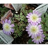 [秋植え球根]アネモネ ブランダ ローズチャーマー 10球入り ノーブランド品