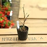 苗：小彼岸桜（コヒガンザクラ）*