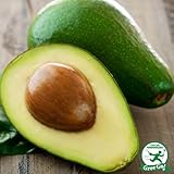 アボカド 苗 【ハス】 2年生 接ぎ木 ポット苗