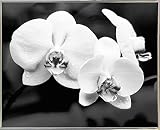 ホワイトOrchids by Harold Silverman – 花 16"x20" ホワイト 69379-36-17FUSA