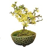 ミニ盆栽：白花長寿梅(瀬戸焼織部釉鉢)*