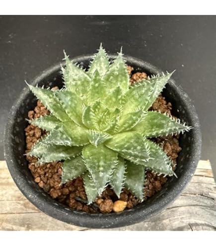 Amazon｜多肉植物：ガステリア 子宝錦｜観葉植物 オンライン通販