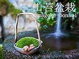 いよじ園 【】 山苔盆栽 里山の仲間 （コケ盆栽 こけ盆栽 ミニ盆栽）いよじ園 ▼ご選択ください,てんとうむし