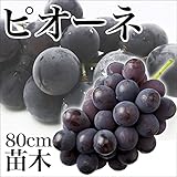 ぶどう ピオーネ 苗木 苗 果樹 果樹苗 1年生