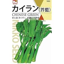 【冷蔵便】芥蓝/芥藍/カイラン/カナー/朝採り/千葉県産/約3kg入 冷蔵便】芥蓝/芥藍/カイラン/カナー/朝採り/千葉県産/約3kg入