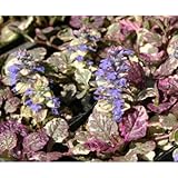 アジュガ・マルチカラー (花苗) 24個入り