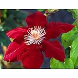 クレマチス：レベッカ4.5号ポット[2年生苗]（大輪系）[ブルーバードシリーズ] ノーブランド品