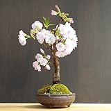 桜・・・そう聞くだけで心和む景色を貴方のもとへ【桜（旭山桜）の盆栽（信楽焼鉢）】