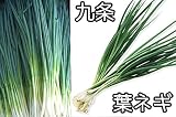 【生産農場直送】 ネギ苗 【九条】ネギ 葉菜苗 4株入りパック プロ農家も使う葉菜苗 野菜苗 ガーデニング 家庭菜園