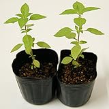 ハーブ　ホーリーバジル苗（トゥルシー苗）2本セット