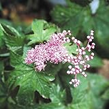 【山野草】濃色京鹿子