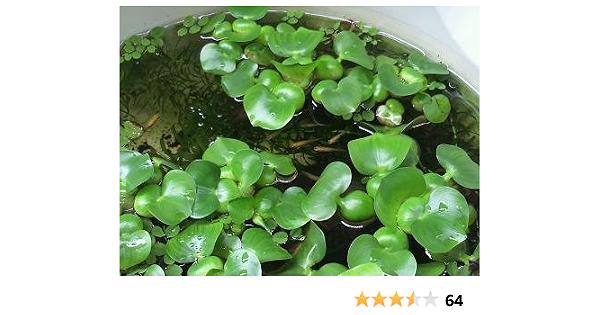 激安価格の メダカ 金魚 浮草 ホテイアオイ １００株 ホテイ草 布袋草 葵 魚用品 水草 Www Smithsfalls Ca