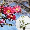 苗/苗木 サザンカ 樹高0.5m前後 10.5cmポット 山茶花 さざんか タチカン赤花（生垣樹木） 苗木 植木 苗 庭木 生け垣 kb 1本 1