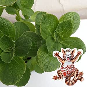 Amazon コリウス こっちに来ないで 犬猫よけ植物 3 3 5号ポット2株セット 花