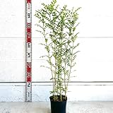 シマトネリコ 樹高1m 苗 本物 シンボルツリー 観葉植物 常緑