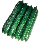 【メール便配送】　国華園　野菜たね　キュウリ　F1夏秋キング　1袋(1ml)【※発送が国華園からの場合のみ正規品です】