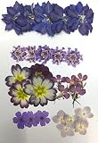 【お花屋さんの押し花セット パープルMix】押し花 千鳥草・レースフラワー・オルラヤ・矢車草・あじさい・バーベナ ハンドメイド UVレジンでアクセサリーやスマホケースも作成可能!!