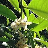 ファー・イースト・フラワーエッセンス(10ml) (サカキ)